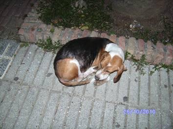 Podenca y una beagle en la calle (Huelva)