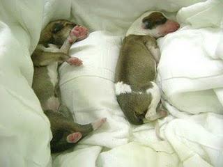 ¡¡los han tirado al contenedor!!!! SEVILLA cachorros recién nacidos galgos o cruces de galgos recogidos con hipotermia y agotados de llorar ¡ACOGIDA URGENTE!