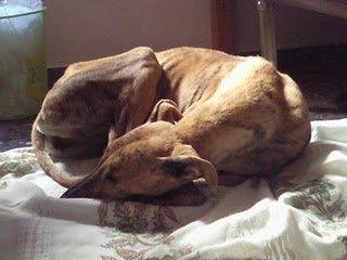 ACOGIDA URGENTISIMA PARA ESTA GALGA. RIESGO DE ROBO ACOGIDA URGENTISIMA PARA ESTA GALGA. RIESGO DE ROBO