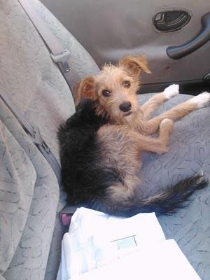 CÓRDOBA: SIMBA, CRUCE DE YORKI CON CANICHE, 8 MESES, MOLIDO A PALOS EN UN PUB. CÓRDOBA: SIMBA, CRUCE DE YORKI CON CANICHE, 8 MESES, MOLIDO A PALOS EN UN PUB.