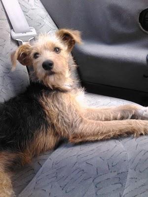 CÓRDOBA: SIMBA, CRUCE DE YORKI CON CANICHE, 8 MESES, MOLIDO A PALOS EN UN PUB. CÓRDOBA: SIMBA, CRUCE DE YORKI CON CANICHE, 8 MESES, MOLIDO A PALOS EN UN PUB.