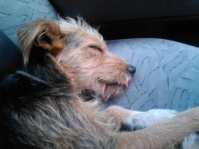 CÓRDOBA: SIMBA, CRUCE DE YORKI CON CANICHE, 8 MESES, MOLIDO A PALOS EN UN PUB. CÓRDOBA: SIMBA, CRUCE DE YORKI CON CANICHE, 8 MESES, MOLIDO A PALOS EN UN PUB.