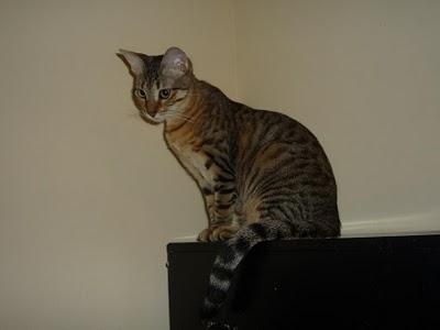 Gatitos en adopción, muchos meses esperando un hogar !! Gatitos en adopción, muchos meses esperando un hogar !!