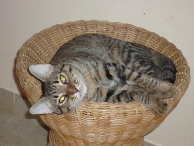 Gatitos en adopción, muchos meses esperando un hogar !! Gatitos en adopción, muchos meses esperando un hogar !!