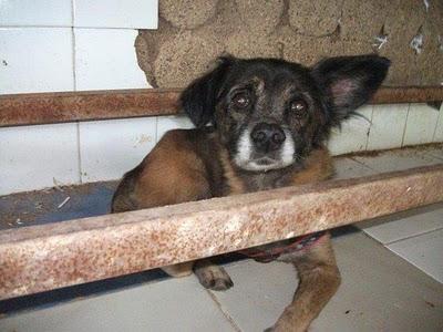 PERRITO ANCIANITO, SE NOS MUERE DE PENA!!!! PERRITO ANCIANITO, SE NOS MUERE DE PENA!!!!