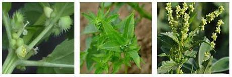 mercurial plana medicinal Mercurial