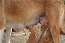 Una mamá con 7 cachorritos buscando familia - URGE ACOGIDA!!!! (Málaga)