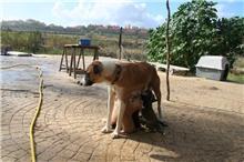 Una mamá con 7 cachorritos buscando familia - URGE ACOGIDA!!!! (Málaga)
