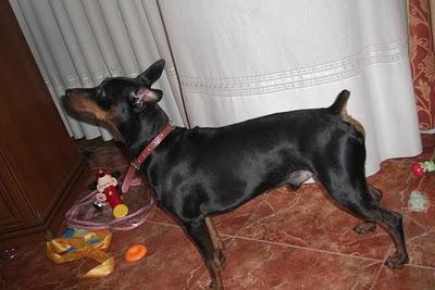 PINSCHER PURO JOVENCITO ESTÁ EN PELIGRO SACRIFICIO. (ZARAGOZA) PINSCHER PURO JOVENCITO ESTÁ EN PELIGRO SACRIFICIO. (ZARAGOZA)