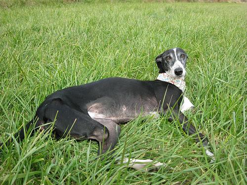 Mirando al cielo.... Lola descansando....