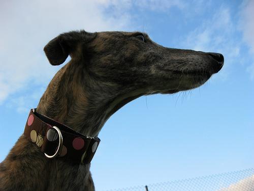 Mirando al cielo.... Tato de cara al cielo....