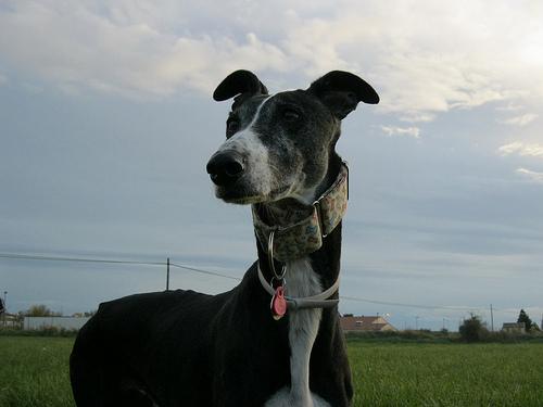 Mirando al cielo.... Lola feliz...