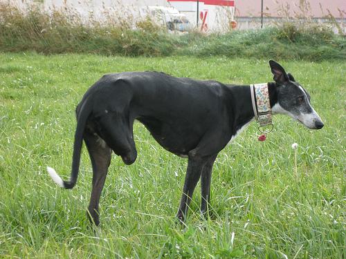 Mirando al cielo.... Lola difrutando en el campo....