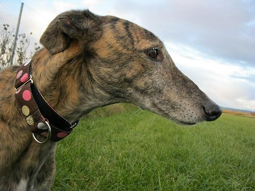 Mirando al cielo.... Pensativo....