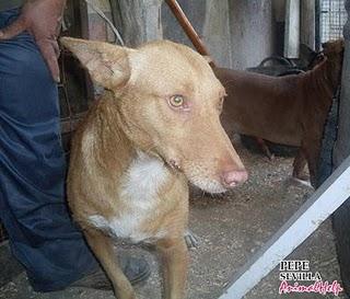 PODENCOS QUE LLEVAN UNA VIDA HORRIBLE, NECESITAN ACOGIDA O ADOPCIÓN. PODENCOS QUE LLEVAN UNA VIDA HORRIBLE, NECESITAN ACOGIDA O ADOPCIÓN.