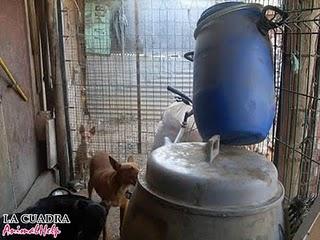 PODENCOS QUE LLEVAN UNA VIDA HORRIBLE, NECESITAN ACOGIDA O ADOPCIÓN. PODENCOS QUE LLEVAN UNA VIDA HORRIBLE, NECESITAN ACOGIDA O ADOPCIÓN.