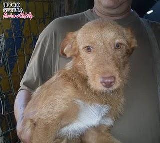 PODENCOS QUE LLEVAN UNA VIDA HORRIBLE, NECESITAN ACOGIDA O ADOPCIÓN. PODENCOS QUE LLEVAN UNA VIDA HORRIBLE, NECESITAN ACOGIDA O ADOPCIÓN.