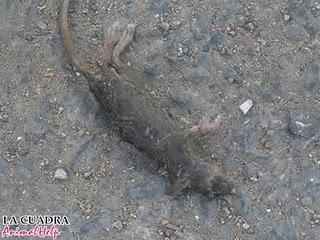 PODENCOS QUE LLEVAN UNA VIDA HORRIBLE, NECESITAN ACOGIDA O ADOPCIÓN. PODENCOS QUE LLEVAN UNA VIDA HORRIBLE, NECESITAN ACOGIDA O ADOPCIÓN.