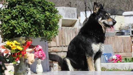 Un perro lleva 9 años junto a la tumba de su dueño. Capitán, un perro que permanece junto a la tumba de su amo