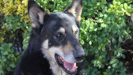 Un perro lleva 9 años junto a la tumba de su dueño. Capitán, un perro que permanece junto a la tumba de su amo