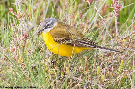 BIRDS OF THE PITILLAS NAVARRA SPAIN-AVES DE PITILLAS NAVARRA ESPAÑA BIRDS OF THE PITILLAS NAVARRA SPAIN-AVES DE PITILLAS NAVARRA ESPAÑA