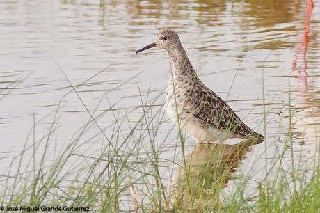BIRDS OF THE PITILLAS NAVARRA SPAIN-AVES DE PITILLAS NAVARRA ESPAÑA BIRDS OF THE PITILLAS NAVARRA SPAIN-AVES DE PITILLAS NAVARRA ESPAÑA