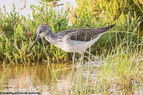 BIRDS OF THE PITILLAS NAVARRA SPAIN-AVES DE PITILLAS NAVARRA ESPAÑA BIRDS OF THE PITILLAS NAVARRA SPAIN-AVES DE PITILLAS NAVARRA ESPAÑA
