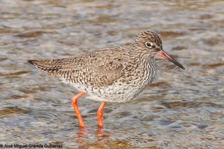 BIRDS OF THE PITILLAS NAVARRA SPAIN-AVES DE PITILLAS NAVARRA ESPAÑA BIRDS OF THE PITILLAS NAVARRA SPAIN-AVES DE PITILLAS NAVARRA ESPAÑA