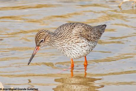BIRDS OF THE PITILLAS NAVARRA SPAIN-AVES DE PITILLAS NAVARRA ESPAÑA BIRDS OF THE PITILLAS NAVARRA SPAIN-AVES DE PITILLAS NAVARRA ESPAÑA