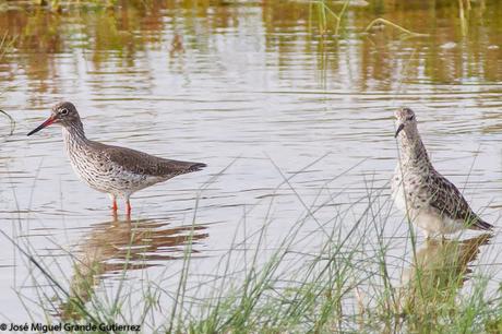 BIRDS OF THE PITILLAS NAVARRA SPAIN-AVES DE PITILLAS NAVARRA ESPAÑA BIRDS OF THE PITILLAS NAVARRA SPAIN-AVES DE PITILLAS NAVARRA ESPAÑA