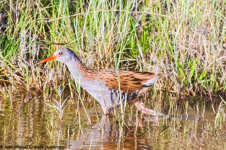 BIRDS OF THE PITILLAS NAVARRA SPAIN-AVES DE PITILLAS NAVARRA ESPAÑA BIRDS OF THE PITILLAS NAVARRA SPAIN-AVES DE PITILLAS NAVARRA ESPAÑA