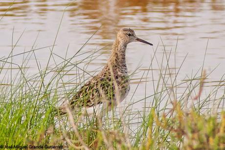 BIRDS OF THE PITILLAS NAVARRA SPAIN-AVES DE PITILLAS NAVARRA ESPAÑA BIRDS OF THE PITILLAS NAVARRA SPAIN-AVES DE PITILLAS NAVARRA ESPAÑA