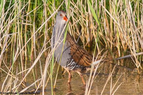 BIRDS OF THE PITILLAS NAVARRA SPAIN-AVES DE PITILLAS NAVARRA ESPAÑA BIRDS OF THE PITILLAS NAVARRA SPAIN-AVES DE PITILLAS NAVARRA ESPAÑA