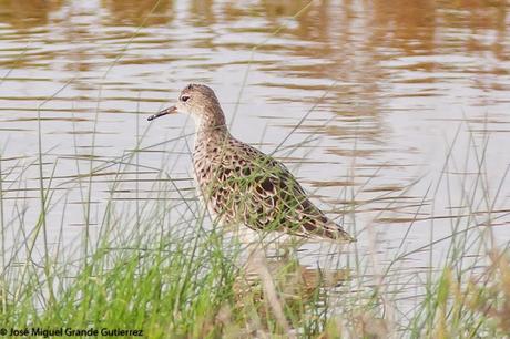 BIRDS OF THE PITILLAS NAVARRA SPAIN-AVES DE PITILLAS NAVARRA ESPAÑA BIRDS OF THE PITILLAS NAVARRA SPAIN-AVES DE PITILLAS NAVARRA ESPAÑA