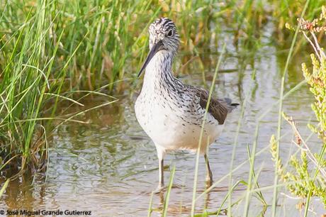 BIRDS OF THE PITILLAS NAVARRA SPAIN-AVES DE PITILLAS NAVARRA ESPAÑA BIRDS OF THE PITILLAS NAVARRA SPAIN-AVES DE PITILLAS NAVARRA ESPAÑA