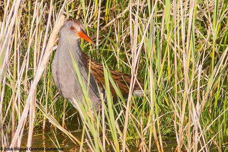 BIRDS OF THE PITILLAS NAVARRA SPAIN-AVES DE PITILLAS NAVARRA ESPAÑA BIRDS OF THE PITILLAS NAVARRA SPAIN-AVES DE PITILLAS NAVARRA ESPAÑA