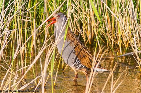 BIRDS OF THE PITILLAS NAVARRA SPAIN-AVES DE PITILLAS NAVARRA ESPAÑA BIRDS OF THE PITILLAS NAVARRA SPAIN-AVES DE PITILLAS NAVARRA ESPAÑA