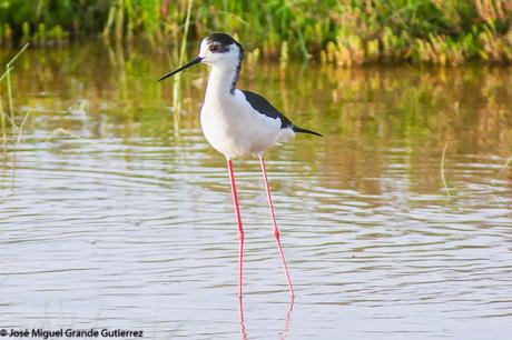 BIRDS OF THE PITILLAS NAVARRA SPAIN-AVES DE PITILLAS NAVARRA ESPAÑA BIRDS OF THE PITILLAS NAVARRA SPAIN-AVES DE PITILLAS NAVARRA ESPAÑA