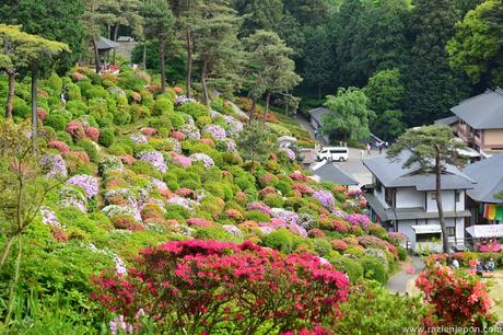 Azalea Matsuri en el templo Shiofune Kannon