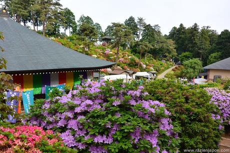 Azalea Matsuri en el templo Shiofune Kannon