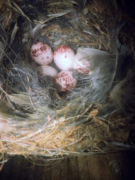 Nidificación de aves insectívoras en el Amogable Nido aves insectivoras voluntariado El Amogable