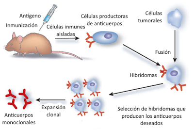 Sistema Inmunitario III: aspectos médicos