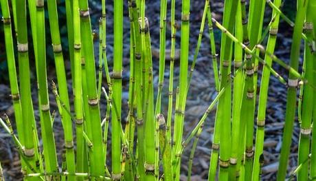 Equisetum spp