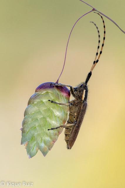 Macro 2015 III Macro 2015 III