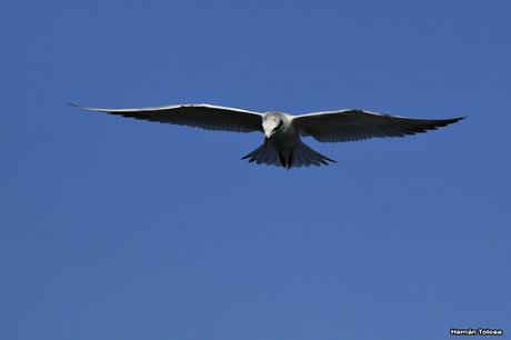 Gaviotines pico grueso en acción Gaviotines pico grueso en acción