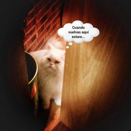 Estamos tan Agustito XCIV. Cuando vuelvas aqui estare... #funny estamos tan agustito