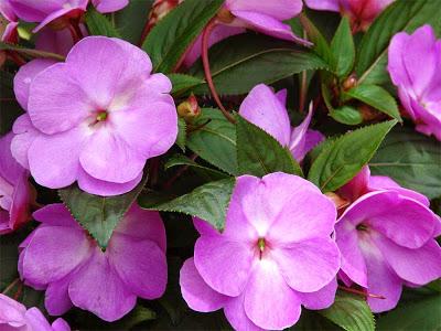 Alegrías, Impatiens walleriana