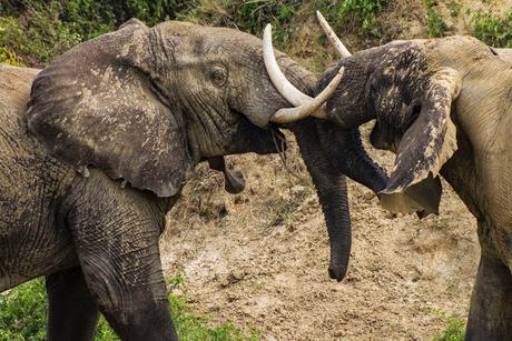 Entre George y Edouard Entre George y Edouard