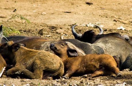 Entre George y Edouard Entre George y Edouard