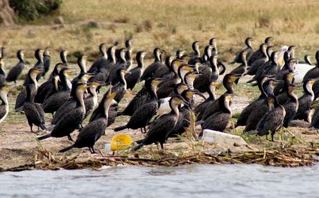 Entre George y Edouard Entre George y Edouard